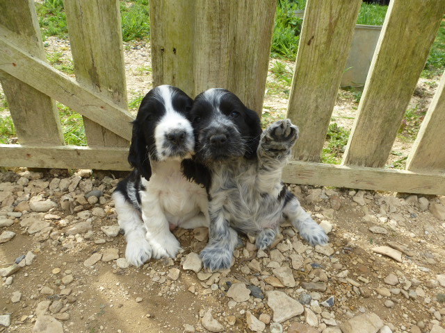 chiots cocker anglais bb